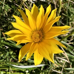 Gazania rigens