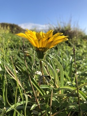 Gazania rigens