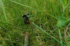 Bombus vancouverensis vancouverensis