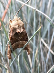 Phlogophora meticulosa