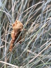 Phlogophora meticulosa