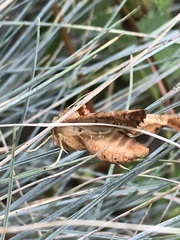 Phlogophora meticulosa