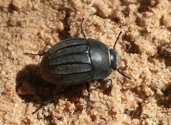 Erodius tibialis