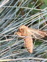 Phlogophora meticulosa
