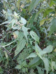 Urtica dioica