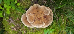 Polyporaceae