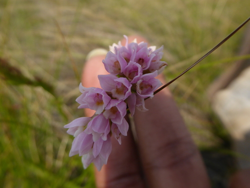 Image of Mistbelt Splitlip Orchid (Schizochilus gerrardii) by (c) Hlengiwe Mtshali, some rights reserved (CC BY-SA)