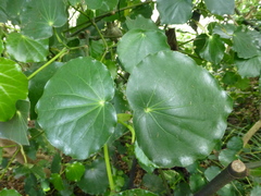 Piper excelsum peltatum