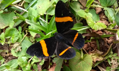 Panara