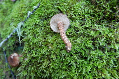 Inocybe hystrix