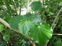 Piper excelsum peltatum