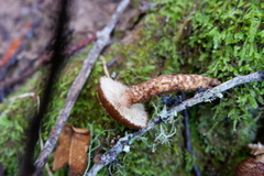 Inocybe hystrix