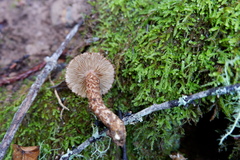 Inocybe hystrix