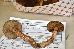Inocybe hystrix