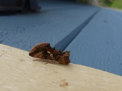 Autographa bimaculata