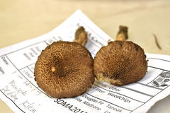 Inocybe hystrix