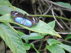 Pythonides jovianus fabricii