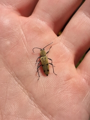 Chlorophorus glabromaculatus