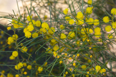 Acacia euthycarpa