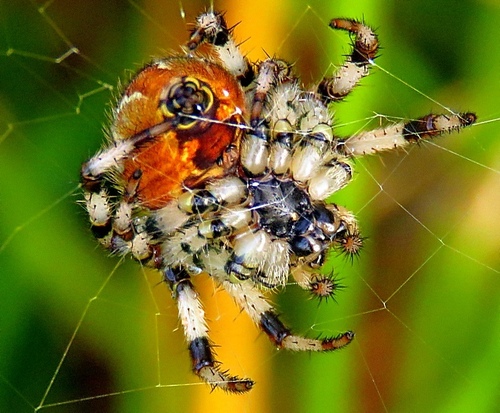 Araneus quadratus