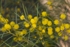 Acacia euthycarpa