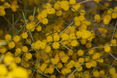 Acacia euthycarpa