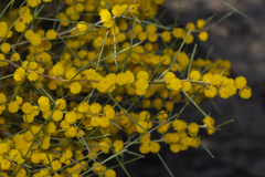Acacia euthycarpa