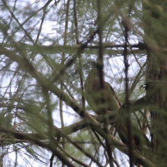 Pterorhinus perspicillatus