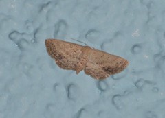 Scopula aemulata