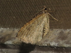 Chrysolarentia subrectaria