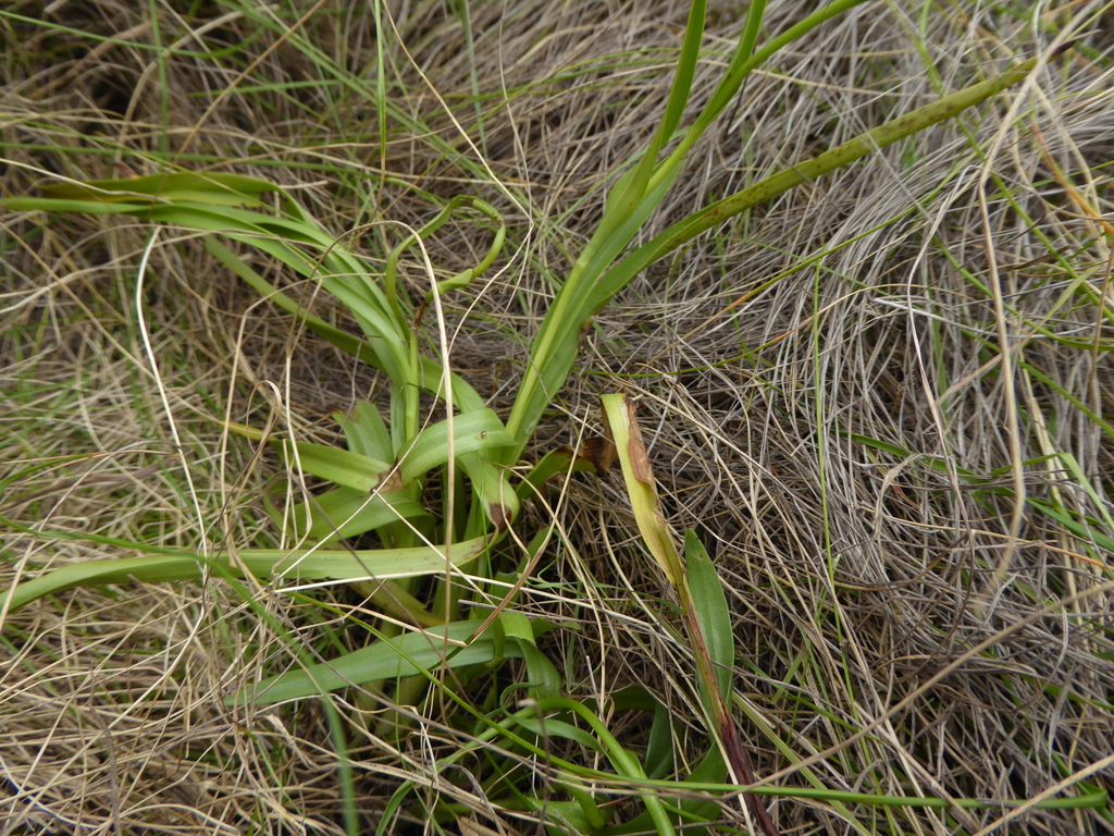 Mistbelt Splitlip Orchid