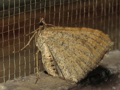 Chrysolarentia subrectaria