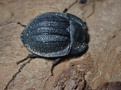 Saragus costatus