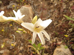 Tritonia pallida