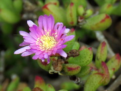 Lampranthus falciformis