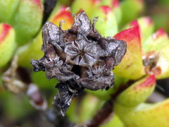 Lampranthus falciformis