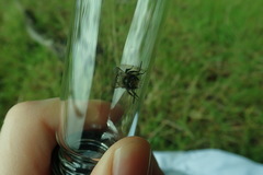 Osmia lignaria propinqua