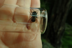 Osmia lignaria propinqua