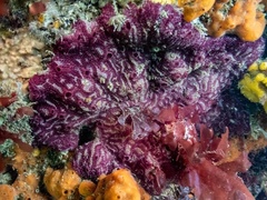 Botrylloides leachii