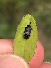 Microrhopala excavata