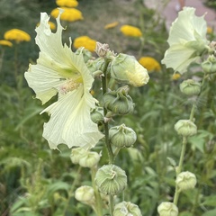 Alcea rugosa