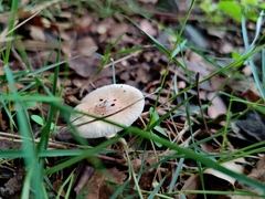 Agaricales