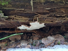 Heterobasidion parviporum