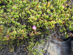Lampranthus falciformis