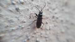 Eremocoris fenestratus