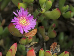Lampranthus falciformis