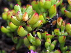 Lampranthus falciformis