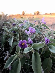Solanum ellipticum