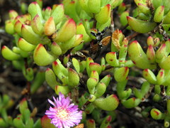 Lampranthus falciformis