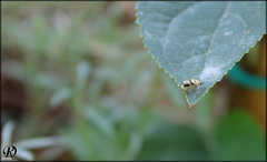 Heliophanus tribulosus